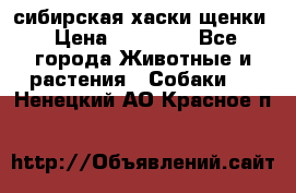 сибирская хаски щенки › Цена ­ 10 000 - Все города Животные и растения » Собаки   . Ненецкий АО,Красное п.